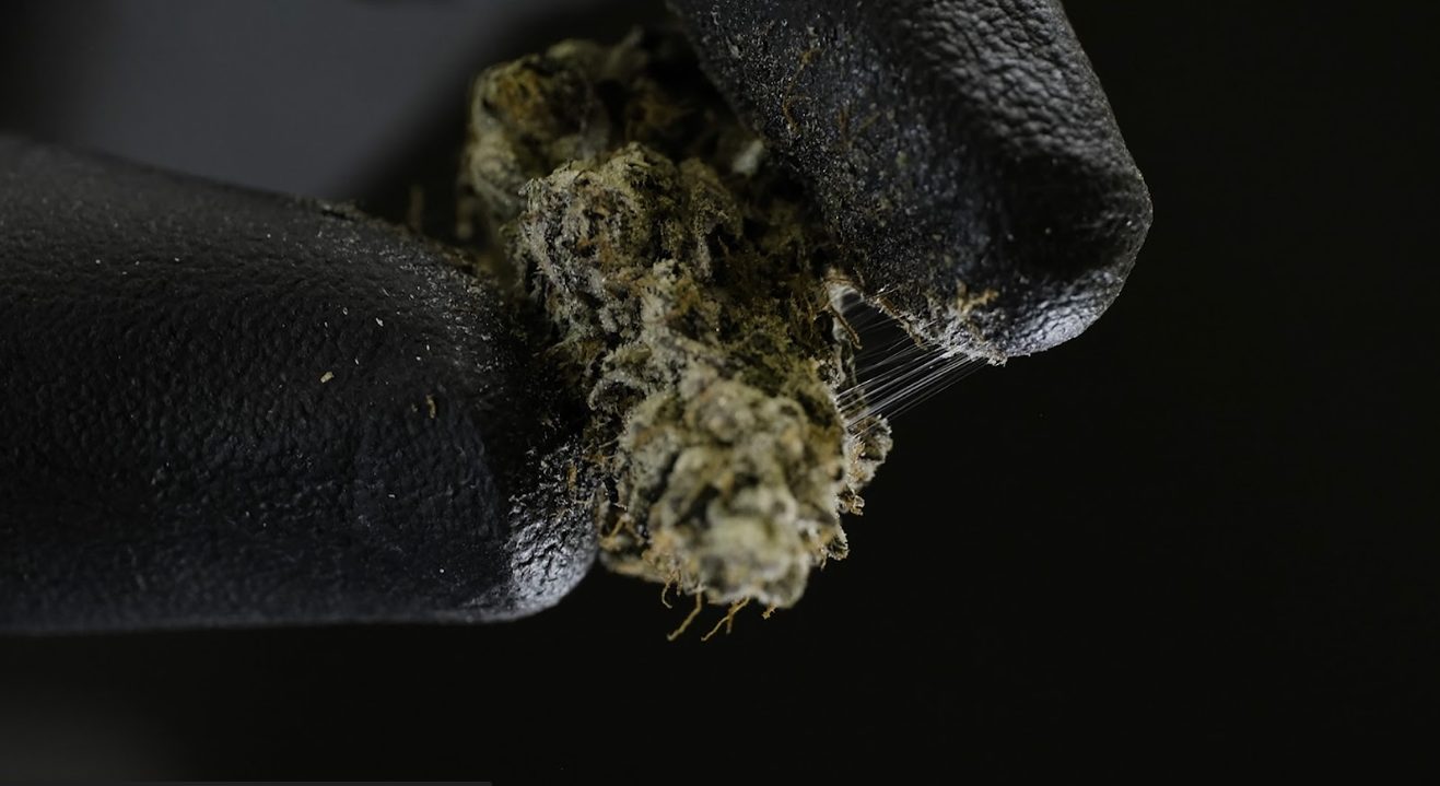 Sticky, resinous cured cannabis flower held between gloved fingertips, with visible trichome strings stretching as it's pulled apart